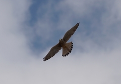 Falco tinnunculus