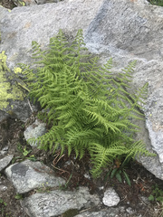 Athyrium distentifolium