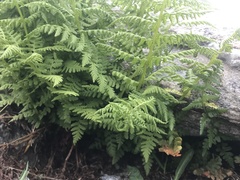 Athyrium distentifolium
