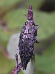 Dicerca tenebrica