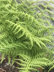 Athyrium distentifolium