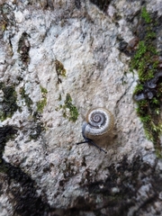 Campylaea illyrica