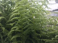 Athyrium distentifolium