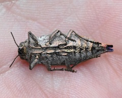 Dicerca tenebrica