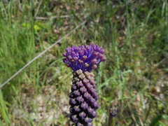 Muscari comosum