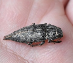 Dicerca tenebrica