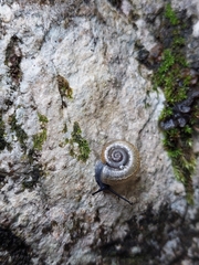 Campylaea illyrica