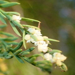 Taxodiomyia cupressi