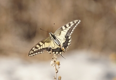 Papilio machaon