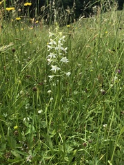 Platanthera muelleri