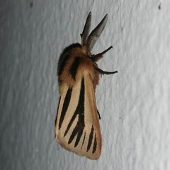 Acantharctia latifasciata