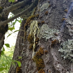 Ramalina fraxinea