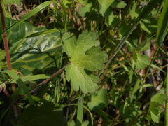 Geranium rotundifolium