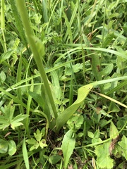 Platanthera muelleri