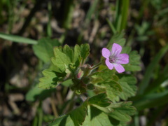 Geranium rotundifolium