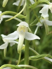 Platanthera muelleri