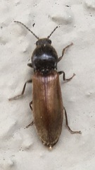 Hemicrepidius pallidipennis