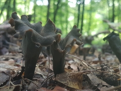 Craterellus