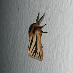 Acantharctia latifasciata