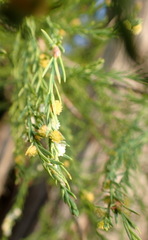 Taxodiomyia cupressi