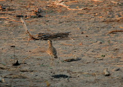 Rhinoptilus cinctus seebohmi