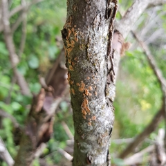 Peniophora aurantiaca