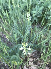 Astragalus miser