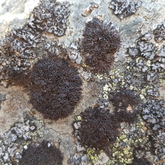 Cornicularia normoerica
