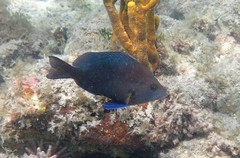 Hypoplectrus nigricans