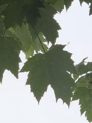 Acer rubrum