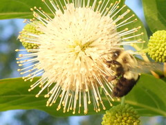 Bombus impatiens image