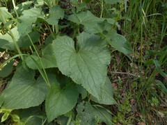 Lunaria annua
