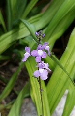 Nuttallanthus canadensis