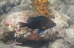 Hypoplectrus nigricans