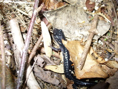 Plethodon meridianus
