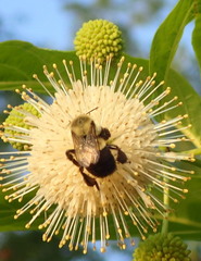 Bombus impatiens image
