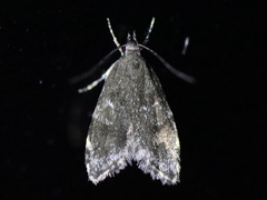 Eido trimaculella