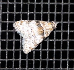 Nola euraphes
