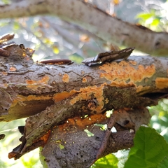 Peniophora aurantiaca