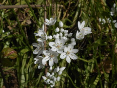 Allium neapolitanum