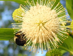 Bombus impatiens image