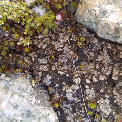 Catapyrenium cinereum