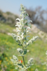Salvia dominica