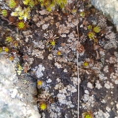 Catapyrenium cinereum