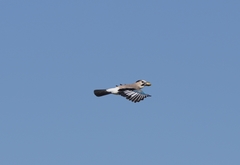Garrulus glandarius atricapillus