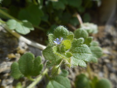 Veronica hederifolia