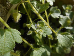 Veronica hederifolia