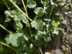 Veronica hederifolia