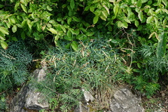 Dianthus lumnitzeri