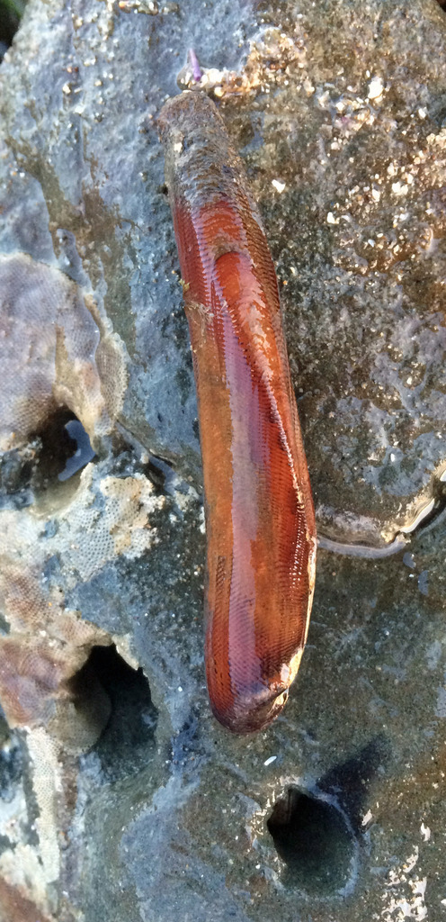 Curved Datemussel